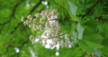 Ormanda çiçek açan kestane ağaçlarının yakın çekimleri. Kamera beyaz ve pembe çiçeklerin doğal güzelliğini yakalar. Doğa, ekoloji ve mevsimsel temalar için ideal.