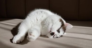 Pofuduk bej bir battaniyenin üzerinde dinlenmiş canlı mavi gözlü zarif beyaz kedi. Pahalı evcil hayvan markaları ve veterinerlik hizmetleri için ideal ev dekorasyonu..