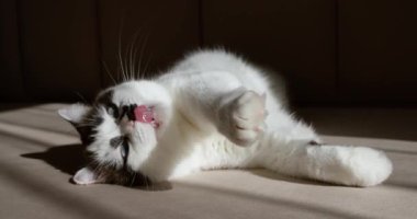 Mavi gözlü güzel beyaz kedi. Kanepede bej bir battaniyeye uzanmış evcil bir kedi. Evin içi rahat. Veterinerlik klinikleri, evcil hayvan siteleri ya da kediyle ilgili içerik için mükemmel görüntü.