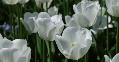 Çiçek açmış beyaz lalelerin makro çekimi yumuşak dokuları ve bahar saflığını yakalıyor..