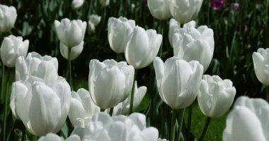 Çiçek açmış beyaz lalelerin makro çekimi yumuşak dokuları ve bahar saflığını yakalıyor..