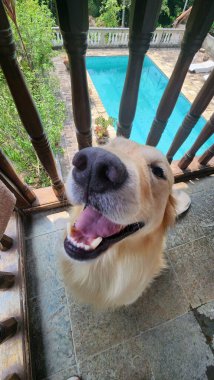 Seramikli bir verandada duran, ağzı açık bir turkuaz açık, yemyeşil bir havuzun yanında gülümsemesini sergileyen Golden retriever..