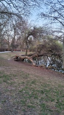 Çıplak Ağaçlarla Huzurlu Lakeside