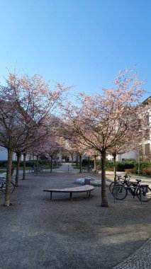 Kentsel Park 'ta Kiraz Çiçekleri