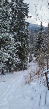 Karla kaplı yüksek ağaçlar ve Kuzey doğasındaki sakin kış manzarasıyla çevrili bir ormanda dolambaçlı, huzurlu bir karlı yol..