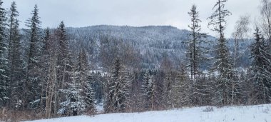 Kışın el değmemiş İskandinav doğasının güzelliğini gözler önüne seren karla kaplı ağaçlar ve bir dağ zemininin olduğu el değmemiş bir orman..