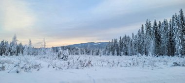 Kış Ormanı 'ndaki Kar Kaplamalı Sığınakta Atlar Besleniyor