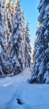 Kış Ormanı 'ndaki Kar Kaplamalı Sığınakta Atlar Besleniyor