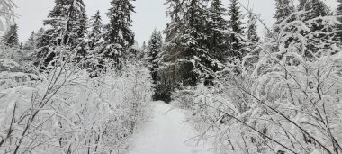 Yoğun bir ormanda karla kaplı ağaçlarla çevrili sakin bir kış manzarası. Kış mevsiminde doğanın güzelliğini ve huzurunu tasvir etmek için mükemmel..
