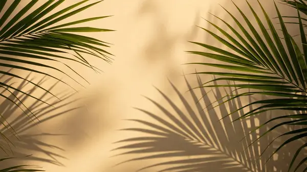 Bereketli yeşil palmiye bitkisi bej bir duvarın karşısında duruyor. Güneş ışığından dolayı keskin ve karmaşık gölgeler bırakıyor.
