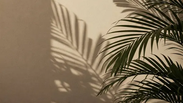Bereketli yeşil palmiye bitkisi bej bir duvarın karşısında duruyor. Güneş ışığından dolayı keskin ve karmaşık gölgeler bırakıyor.