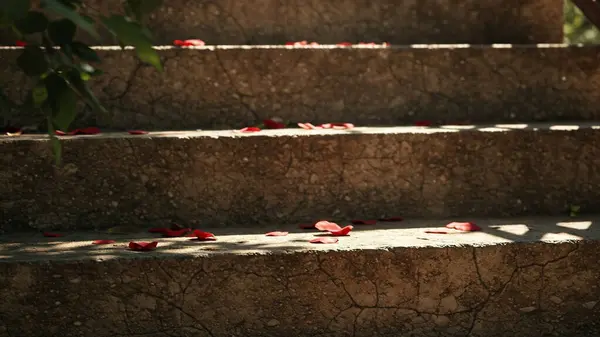 Kırsal taş merdiven, görünür çatlaklar, kırmızı gül yapraklarıyla dağılmış.