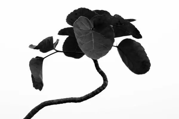 Beyaz arka planda güzel siyah beyaz bitki.