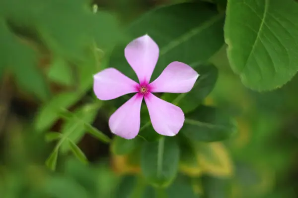 Güzel pembe Catharanthus gülü bahçede.