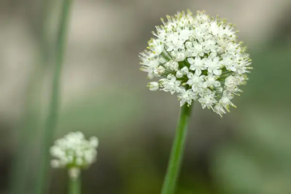 Bahçede güzel soğan çiçekleri