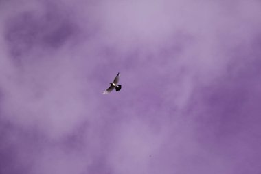 Yalnız bir kuş canlı mor gökyüzüne doğru süzülür, özgürlük hissi yaratır..