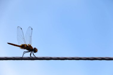 Bir yusufçuk, açık mavi gökyüzüne karşı ince bir tele tünemiş narin kanatları ve canlı renklerini sergiliyor..