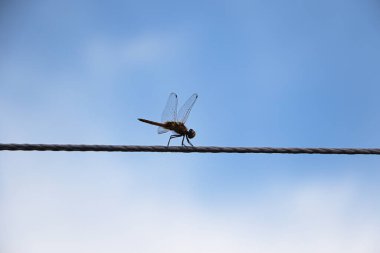 Bir yusufçuk açık mavi gökyüzüne karşı bir kabloya tünemiş..