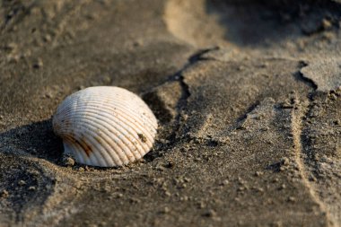 Kısmen kumsalda kumlara gömülü bir deniz kabuğu, desenli desenler. Cox 's Bazar, Bengal Körfezi, Bangladeş