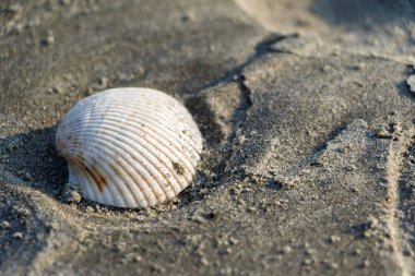 Kumlu kumsalda kısmen gömülü bir deniz kabuğunun yakın çekimi. Cox 's Bazar, Bengal Körfezi, Bangladeş