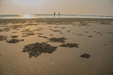 Doğal Sanatlar: Bubbler Crab, Cox 's Bazar, Bengal Körfezi, Bangladeş