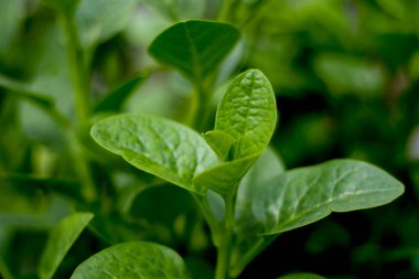 Canlı yeşil yaprakların yakın çekimi, arkaplanı bulanık, doğal dokusu ve tazeliği olan malabar ıspanağı....