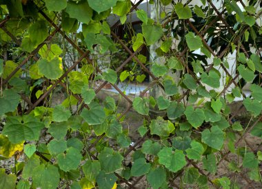 Bahçe düzeninde metal bir çiti kaplayan yeşil asma yaprakları..
