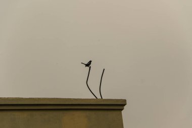 Magpie Robin, Bangladeş 'in ulusal kuşu, şehrin çatısında