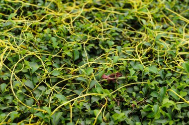 Sarı kanatlı bitkiler bahçeye