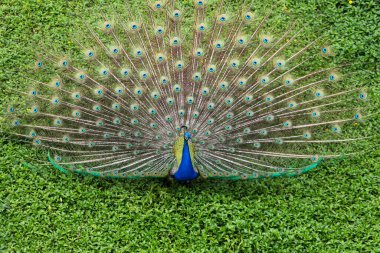 Gazipur, dhaka, bangladeş safari parkında renkli tüyleri olan tavus kuşu