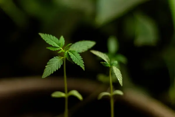 Bir tencerede yeşil yapraklı iki genç kenevir filizinin yakın çekimi.