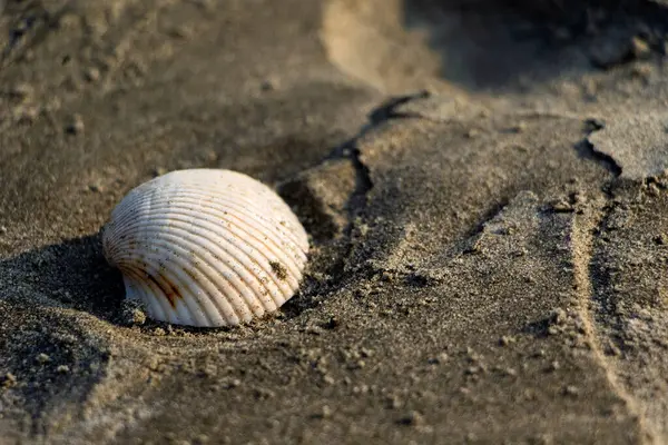 Kısmen kumsalda kumlara gömülü bir deniz kabuğu, desenli desenler. Cox 's Bazar, Bengal Körfezi, Bangladeş
