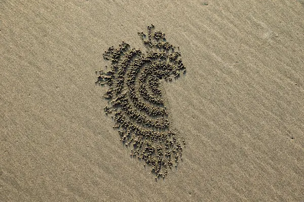 Kumsalda kum baloncuğu yengeci tarafından oluşturulan karmaşık kum topları deseni pürüzsüz kumlu arka plana karşı doğal bir soyut tasarım oluşturur..