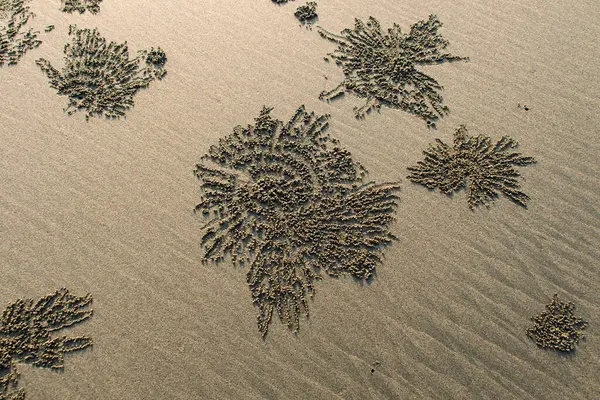 Kumda küçük yengeçler tarafından oluşturulan desenler, karmaşık tasarımlara benzer..