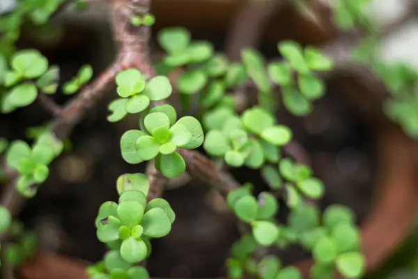 Portekiz afrası ya da küçük, yuvarlak yeşil yapraklı bir fil çalısı..
