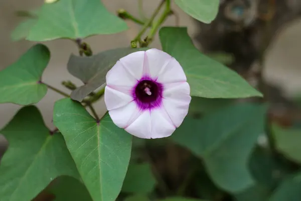 Yeşil yapraklı mor ve beyaz bir sabah çiçeğinin yakın çekimi. Bangladeş 'te Kolmi olarak bilinir..