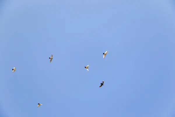 Bir grup güvercin açık mavi gökyüzünde uçuyor, aşağıdan yakalandılar..