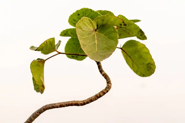 Yeşil yapraklı küçük bir dala yakın plan beyaz arka plan.