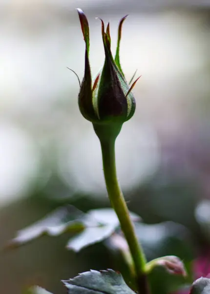 Arkaplanı bulanık, narin ve canlı yeşil rengini gösteren bir gül goncasının yakın çekimi..
