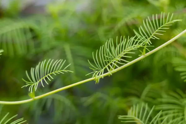 Bokeh 'li yeşil selvi üzümü