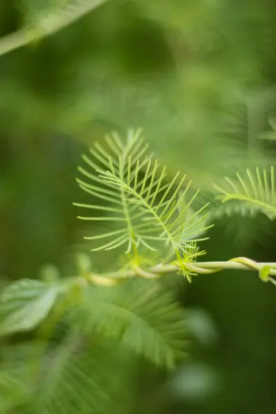 Bokeh 'li yeşil selvi üzümü