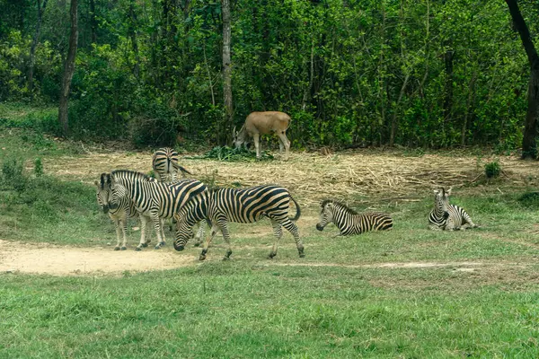 Gazipur, Dhaka, Bangladeş 'teki safari parkında yürüyen bir zebranın güzel bir fotoğrafı.