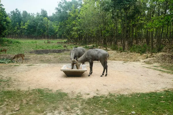 Mavi inek veya Boselaphus tragocamelus veya Nilgai Gazipur, dhaka, Bangladeş safari parkında