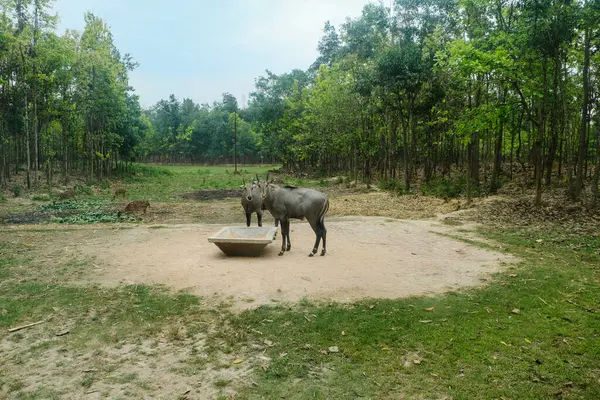 Mavi inek veya Boselaphus tragocamelus veya Nilgai Gazipur, dhaka, Bangladeş safari parkında
