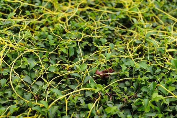 Sarı kanatlı bitkiler bahçeye