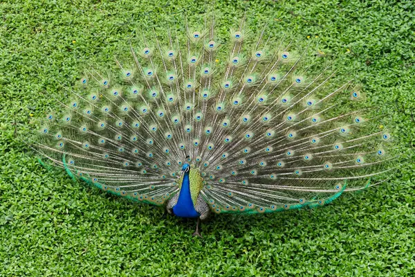 Tüylü güzel tavus kuşu Gazipur, dhaka, bangladeş 'teki safari parkında dans ediyor.