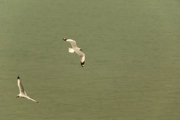 beyaz martı denizde uçuyor.