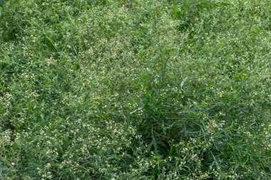 Verimli Yeşil Bitki Arkaplanı: Otantik 4K Doğal Bitki DokusuName