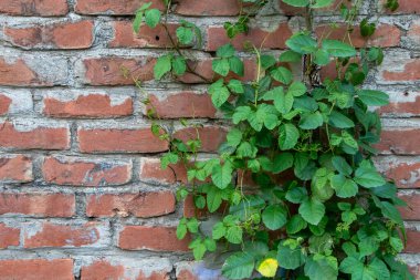Gerçek Fotoğraf: Yoğun Yeşil Sarmaşıklı Kırmızı Tuğla Duvar Dokusu - 4K