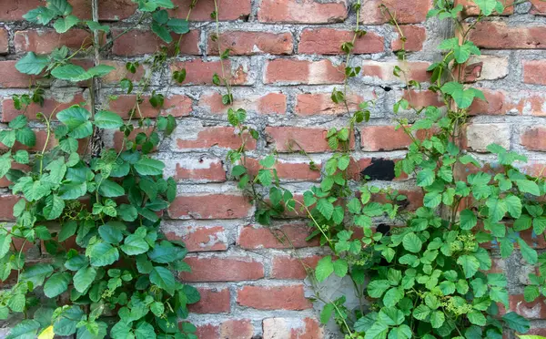Gerçek Fotoğraf: Yoğun Yeşil Sarmaşıklı Kırmızı Tuğla Duvar Dokusu - 4K